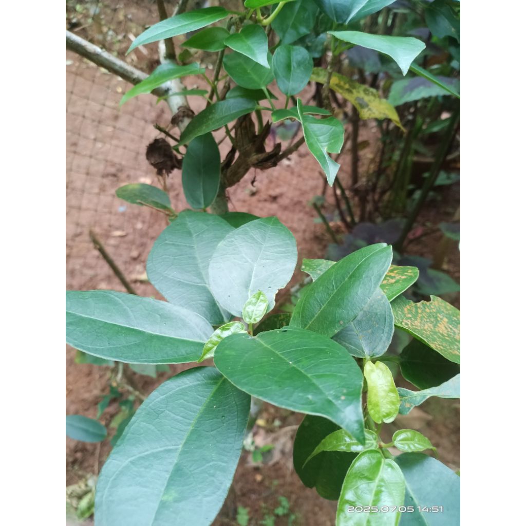 

daun cincau perdu/kipanas segar 1kg