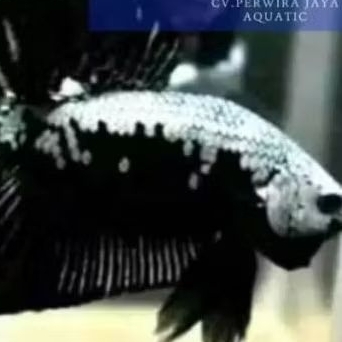 Cupang Black Mamba Hiasan Aquarium