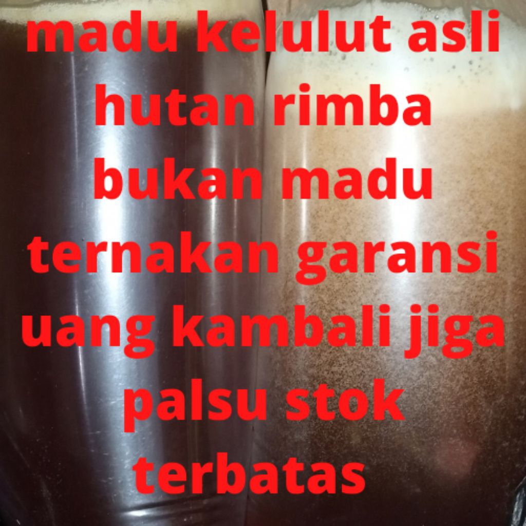 

madu lebah kelulut asli hutan Kalimantan