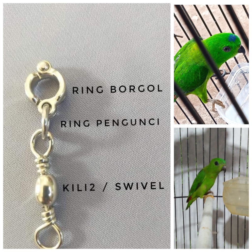 Ring Borgol Burung Serindit