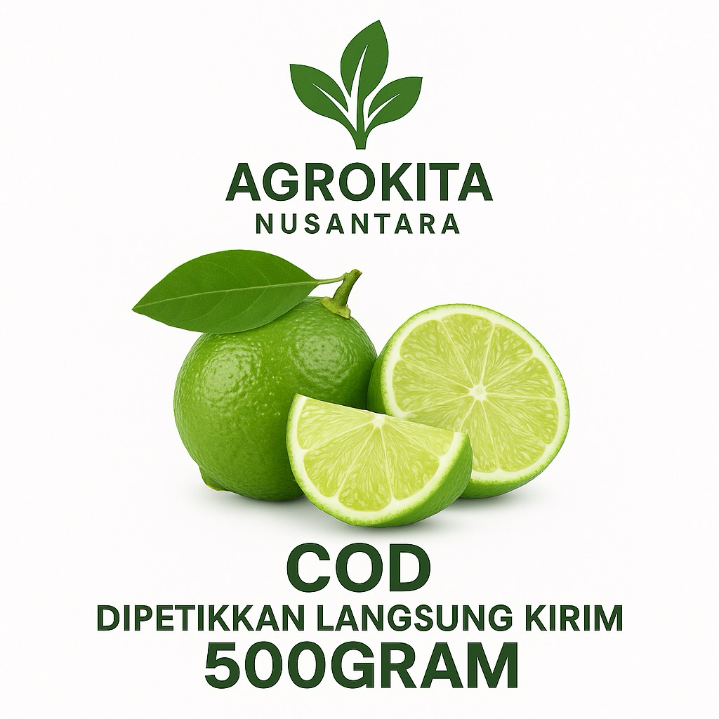 

Jeruk nipis pilihan dengan kualitas terbaik