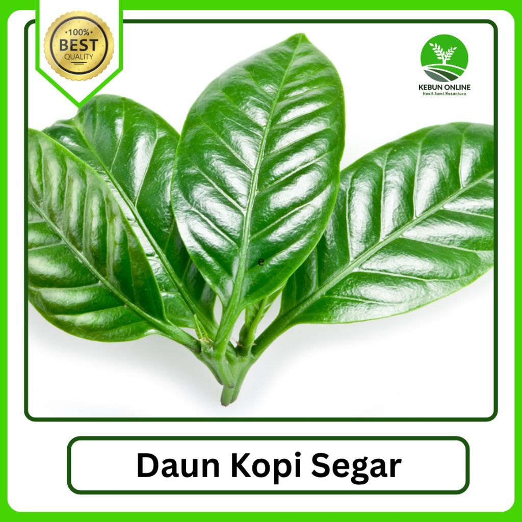 

Daun Kopi Segar [500g] COD Murah Baru Di Petik