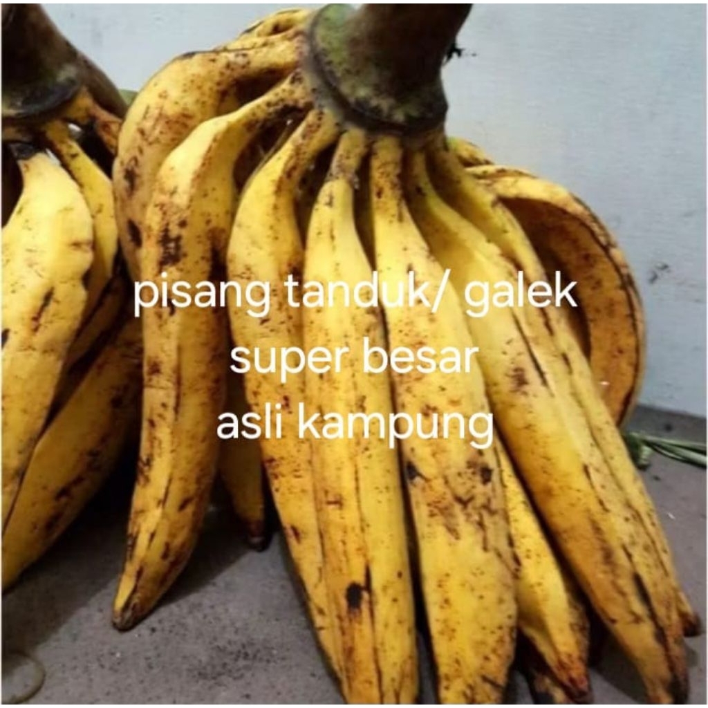 

pisang.tanduk/galek.perkilo