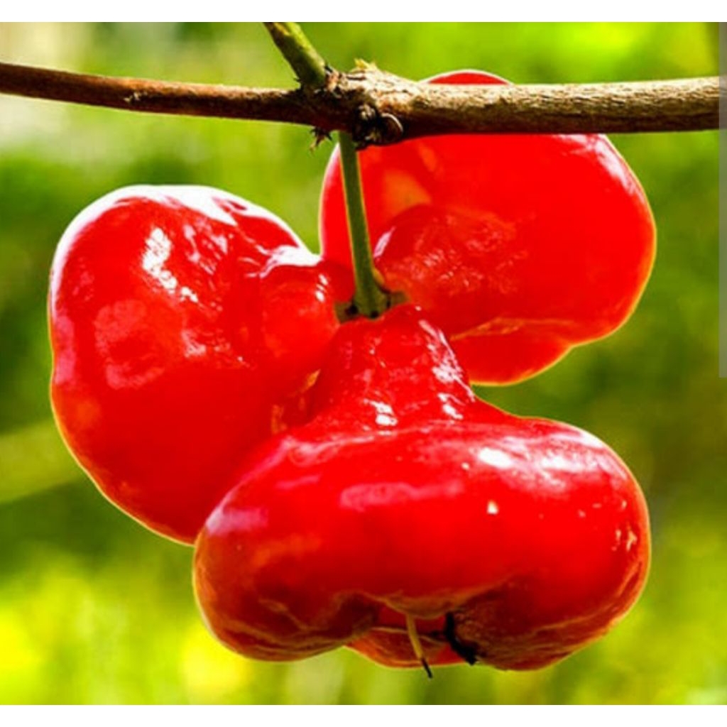 

jambu petisan jambu kancing 1000gr