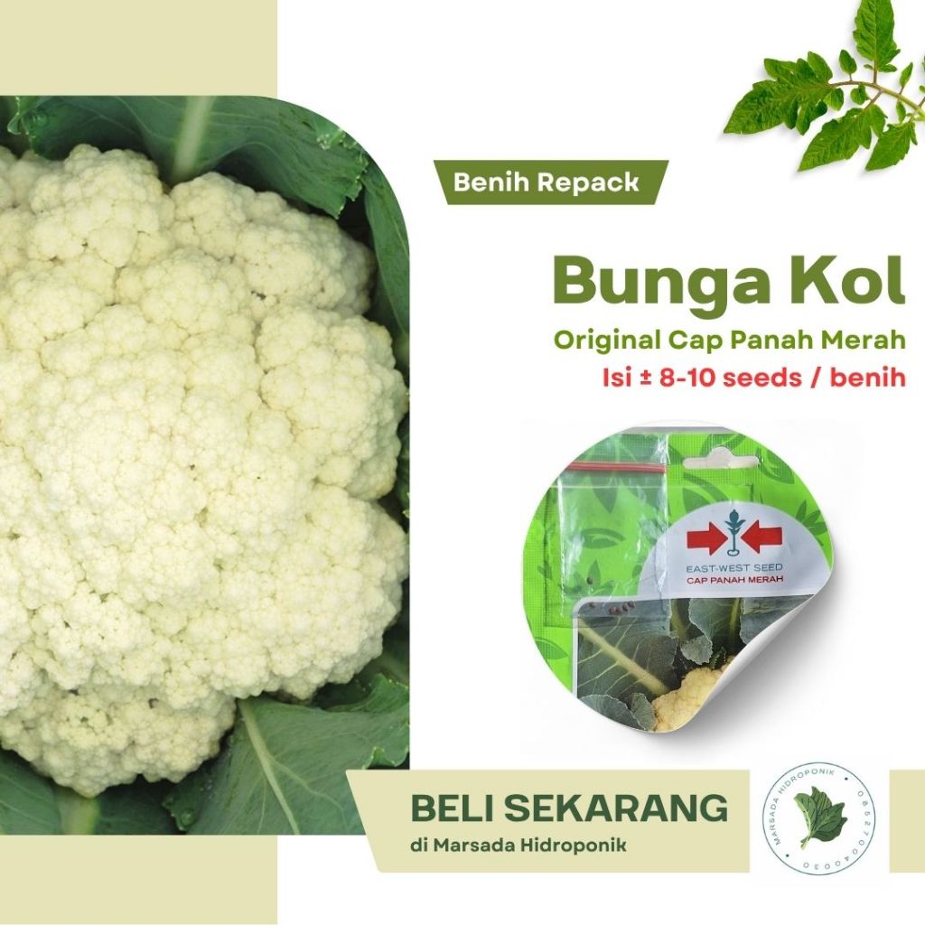Benih Bibit Bunga Kol Larissa Cap Panah Merah Kemasan Repack