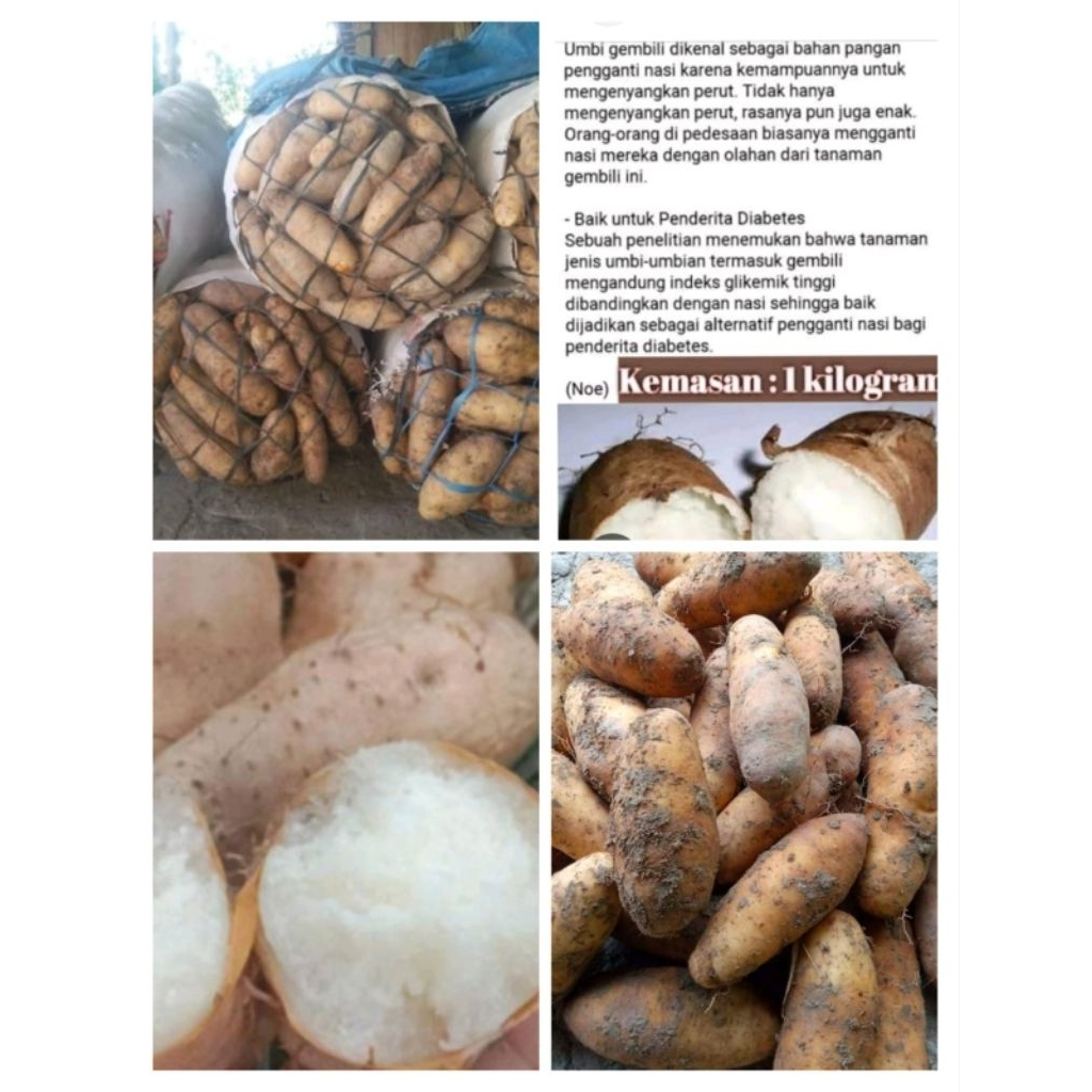 

Fresh Umbi Gembili Gembolo Teropong 1 Kg