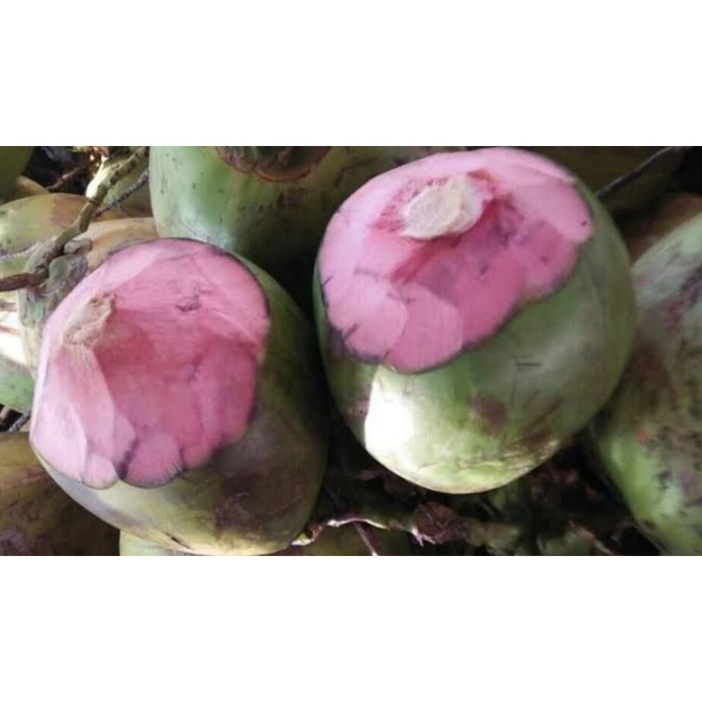 BIBIT KELAPA WULUNG/KELAPA HIJAU ASLI–SUPER GENJAH....