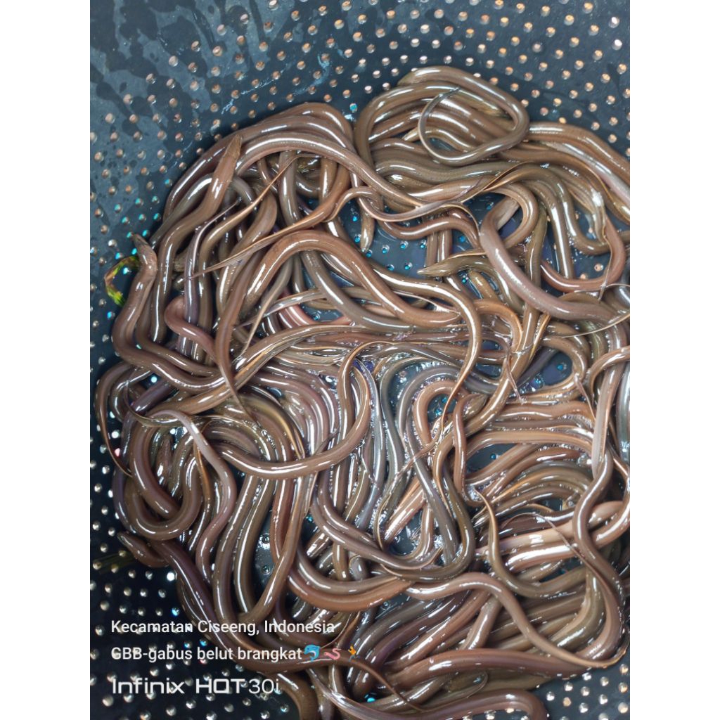 

belut ukuran 20/30cm (bibit)