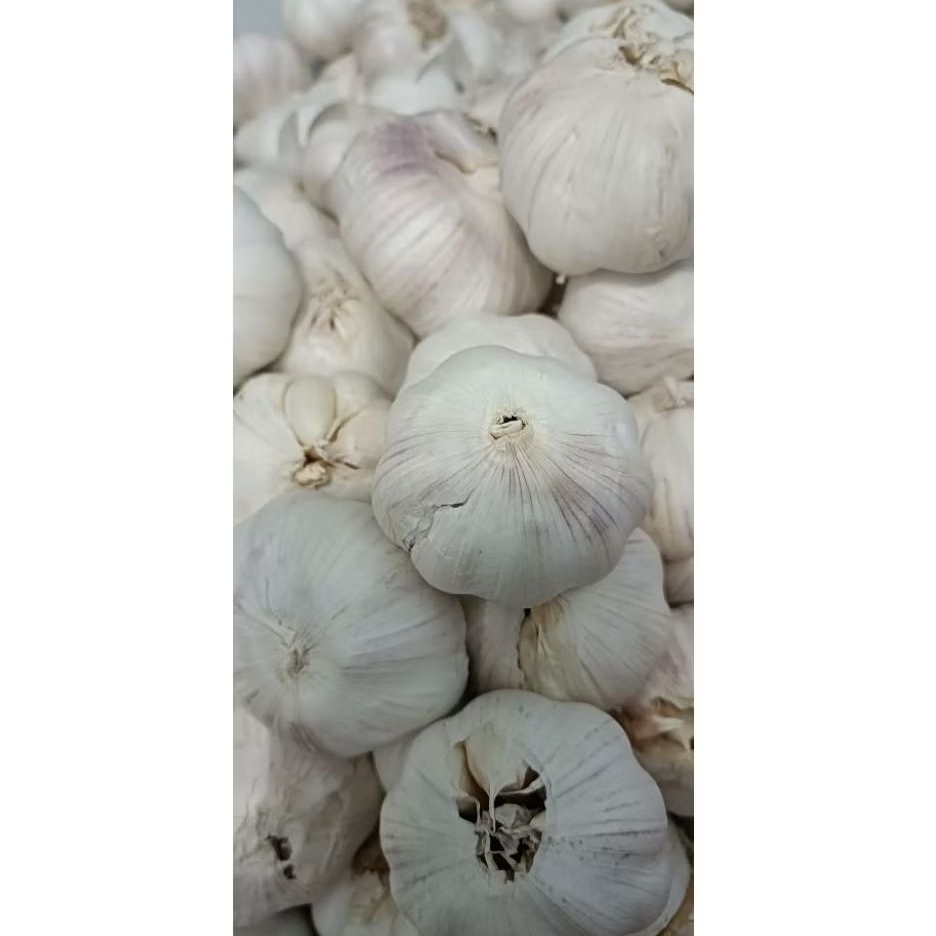 

Bawang Putih Super Berat 1 kilo