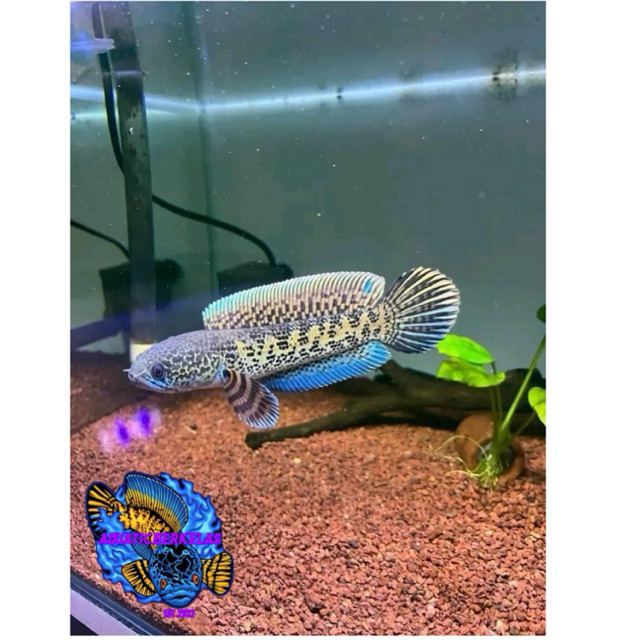 Auranti Baby kualitas super grade A size 4-5cm