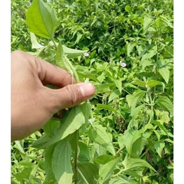 

BISA COD Daun Krinyuh/Balakacida Fresh 1Kilo