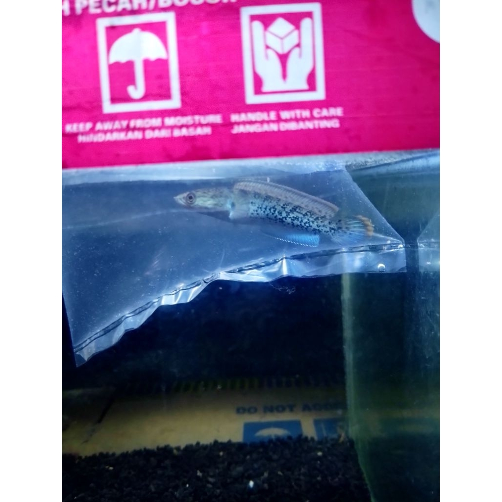 chana stewarti 5-6-7 cm grade A+