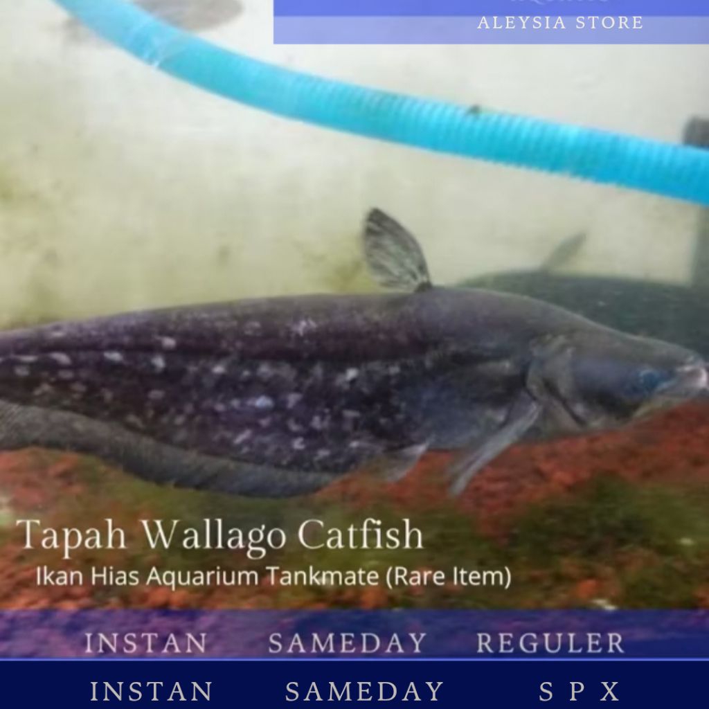 Tapah Wallago Catfish Paket 4ekor Tankmate Hiasan Aquarium