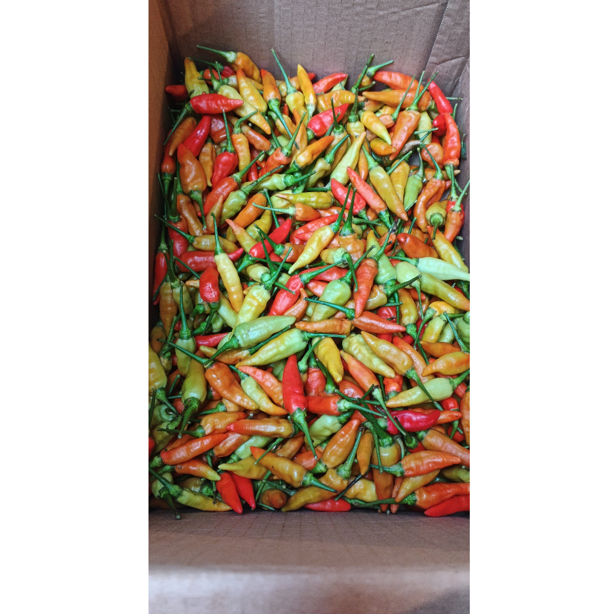 

Cabe / cabai rawit merah 500 gr cabai / cabe rawit cabai merah cabe segar dijamin fresh