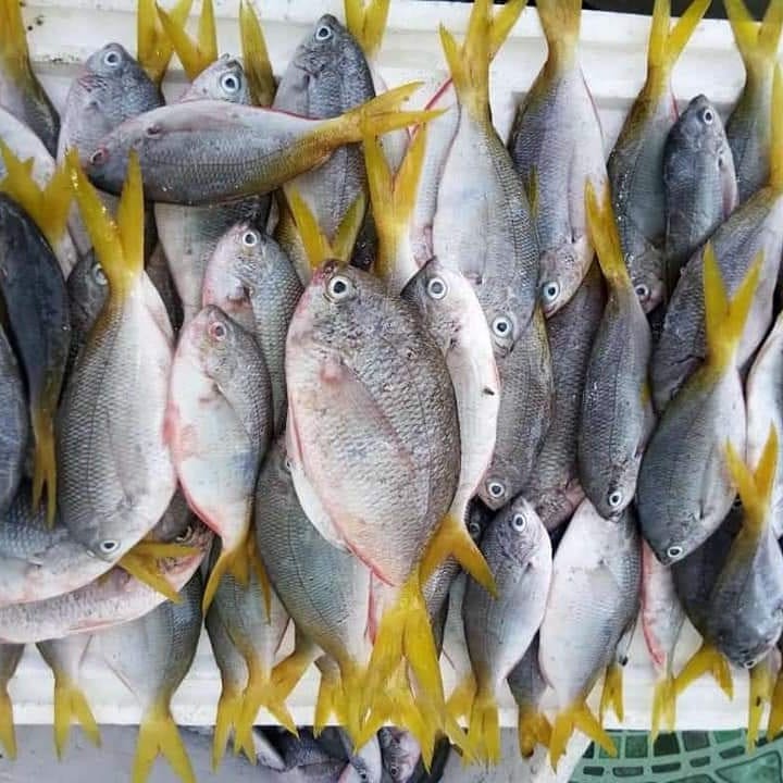 

Ikan Ekor Kuning Segar Ikan Ekor Kuning 1Kg