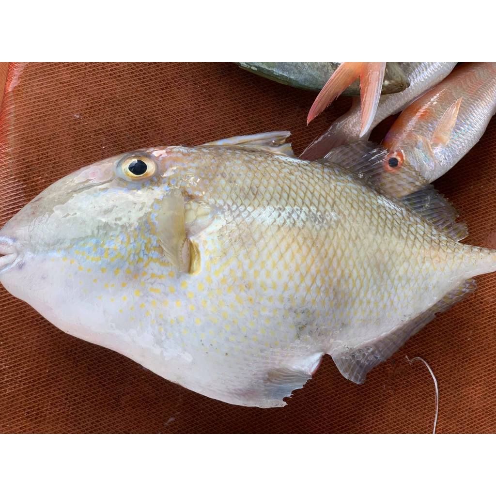 

Ikan Etong Segar Ikan Ayam Ayam 1Kg