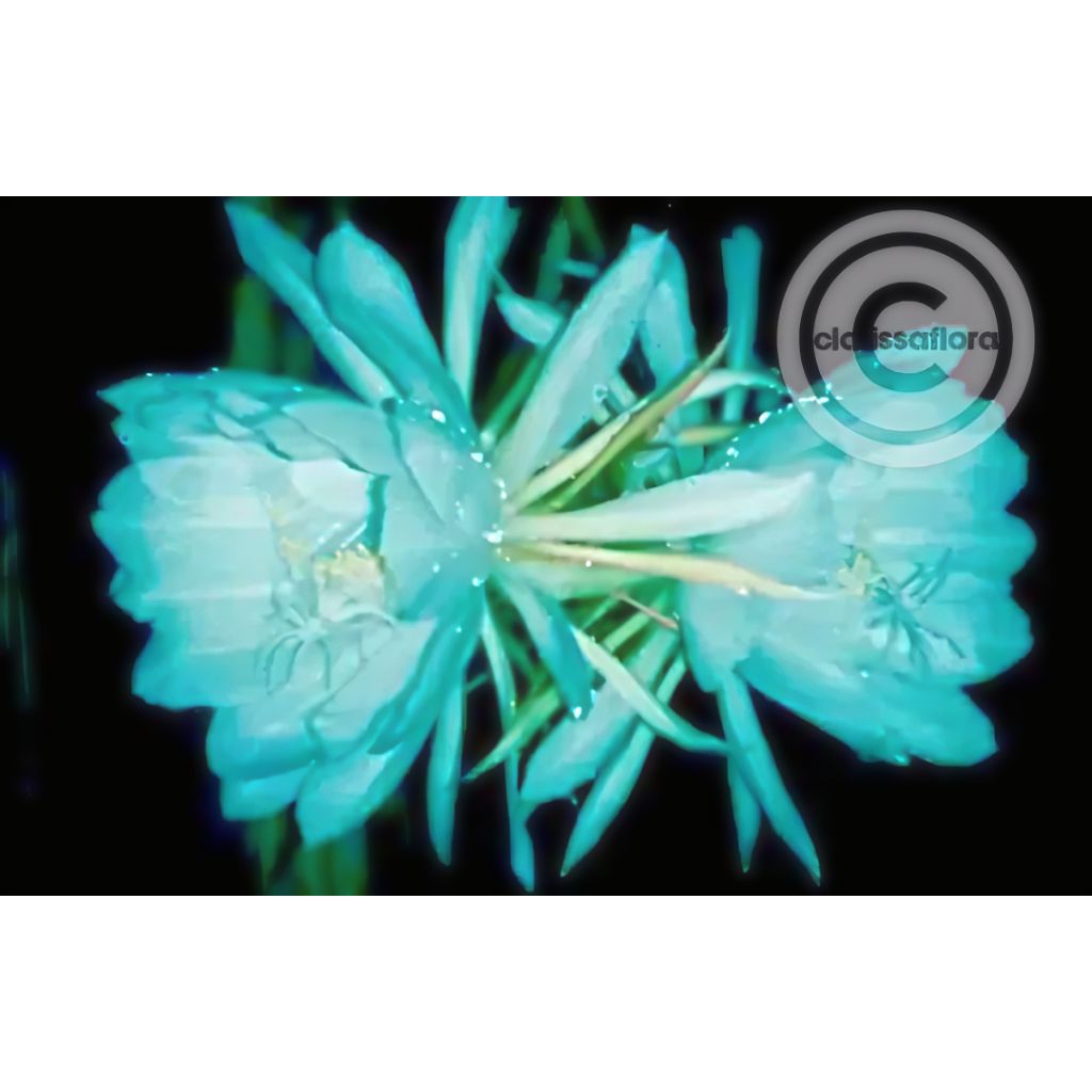 Tanaman hias Wijaya Kusuma epiphyllum bunga biru muda perbatang sudah berakar