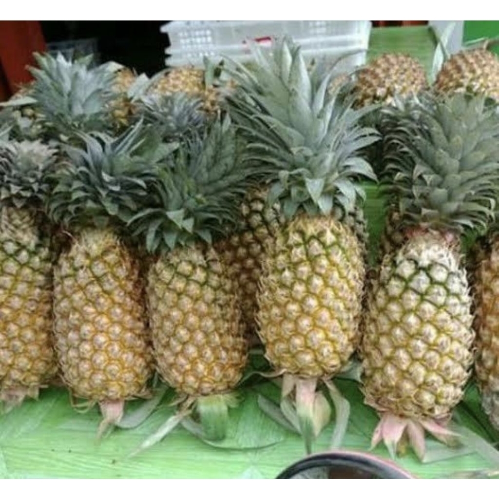 

nanas palembang