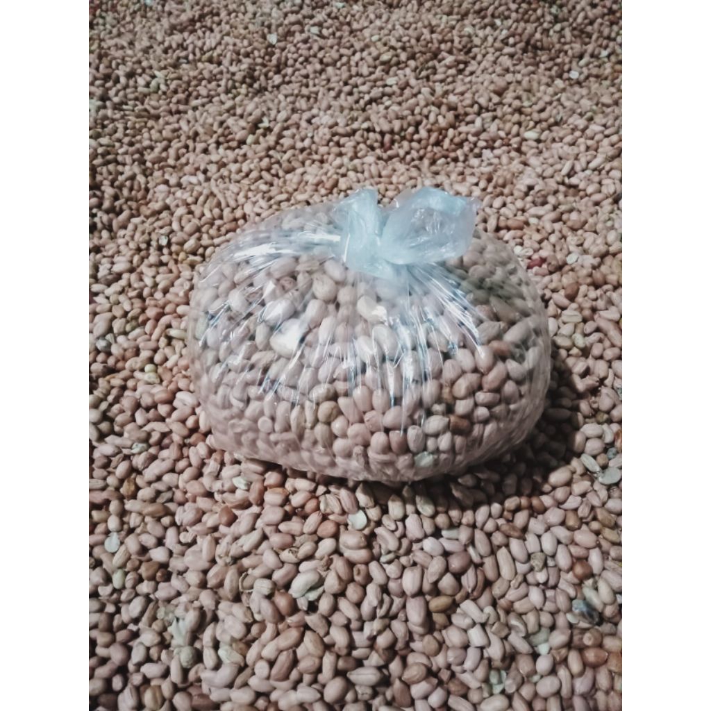 

Kacang Tanah Lokal Berkualitas