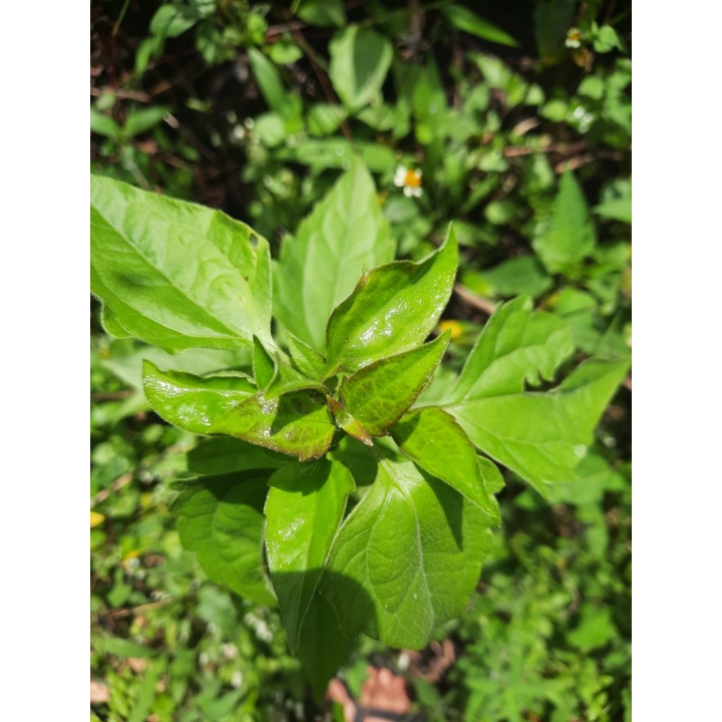 

Daun Kirinyuh Segar Kualitas Super Herbal Alami