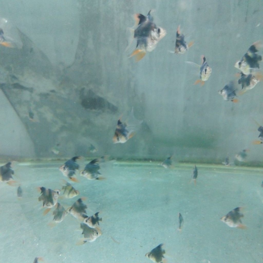 Green Tiger balon slayer Sumatra barb