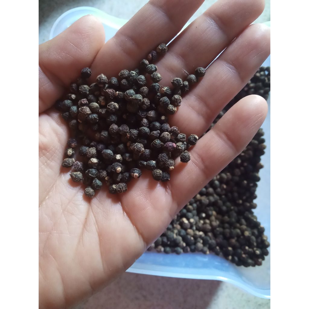 benih bayam malabar/binahong hijau/bayam cina