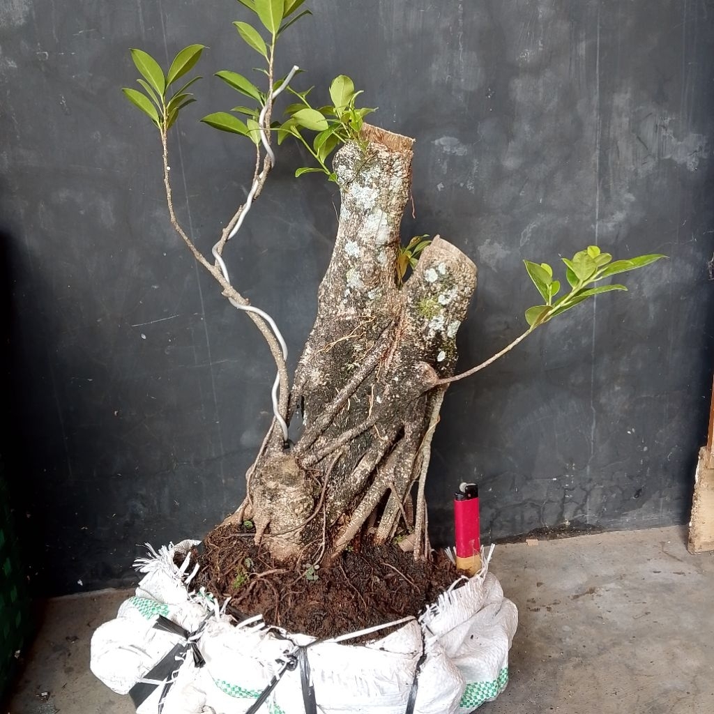Bahan bonsai beringin kimeng program akar natural