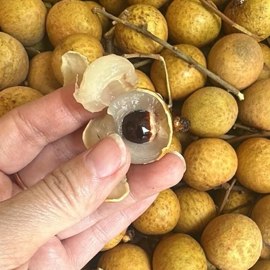 

KELENGKENG BANGKOK GOLD 1KG