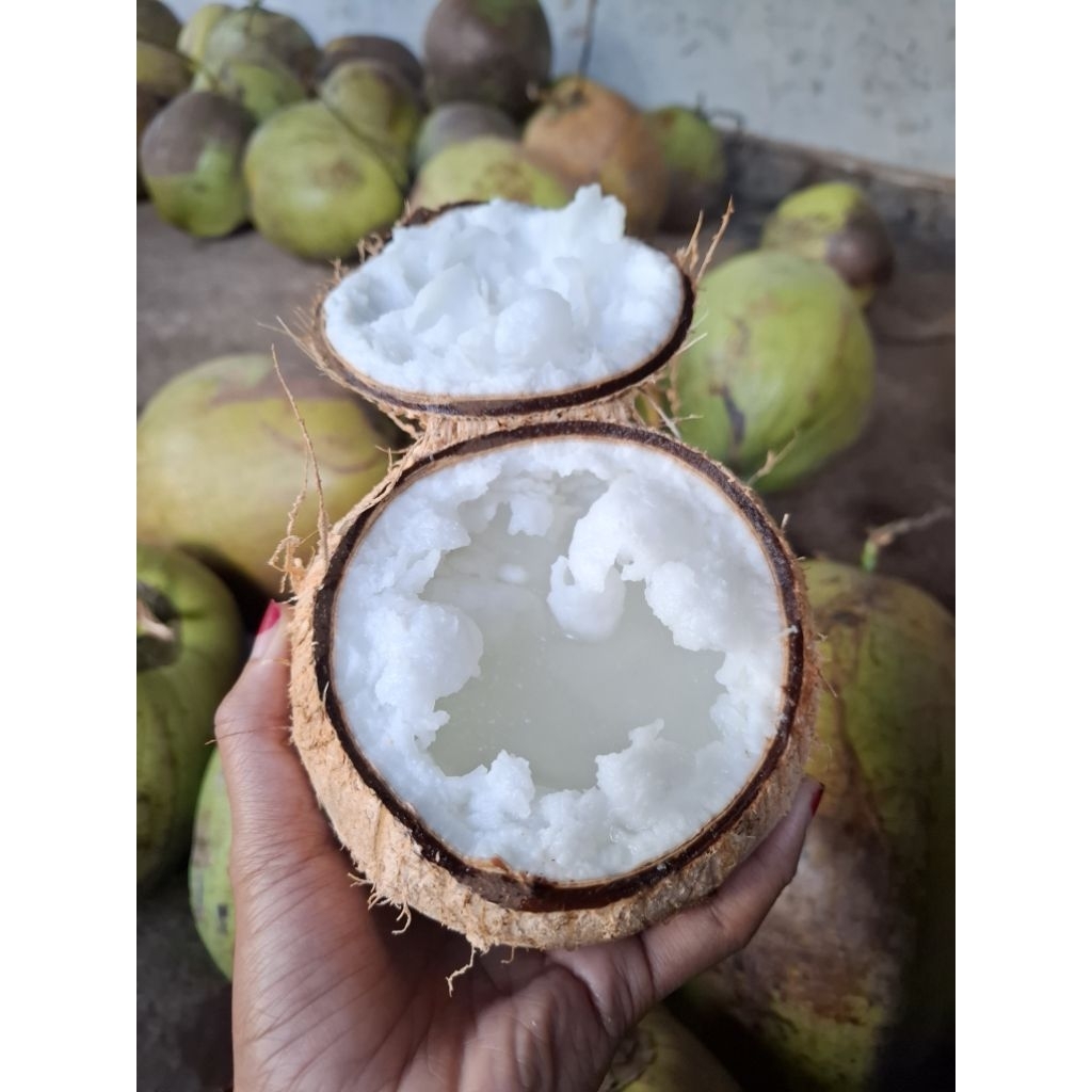 

Kelapa kopyor Jumbo asli lumajang