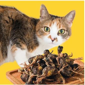DRIED QUAIL - Snack Kucing Makanan Kucing Camilan Kucing Cat Treat Burung Puyuh Kering Baby Quail Ca