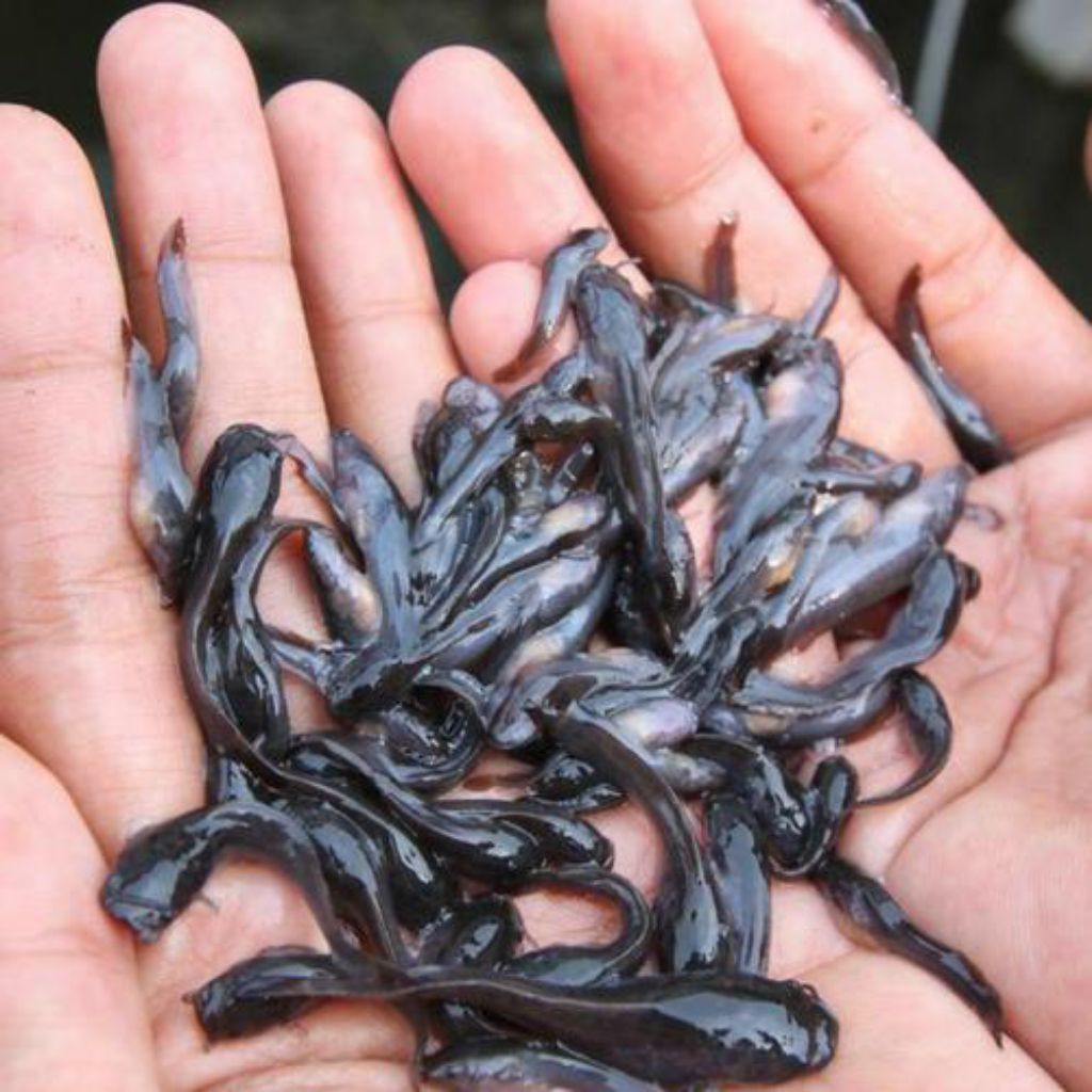 Bibitan lele paketan 50ekor