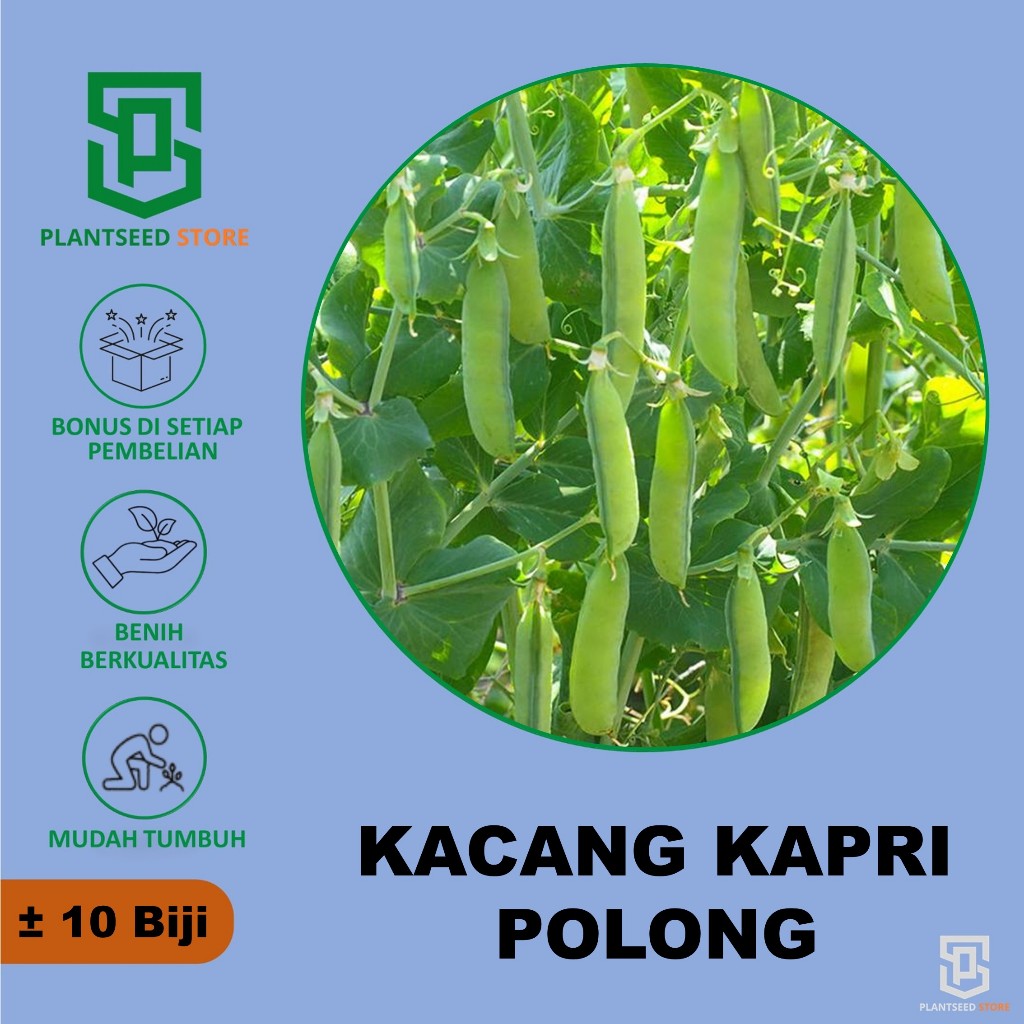 PlantSeed - 10 Benih Bibit Kacang Kapri Kacang Polong