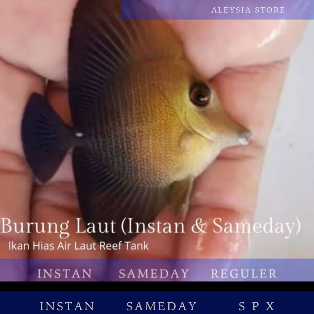 Burung Laut Hiasan Aquarium Air Laut