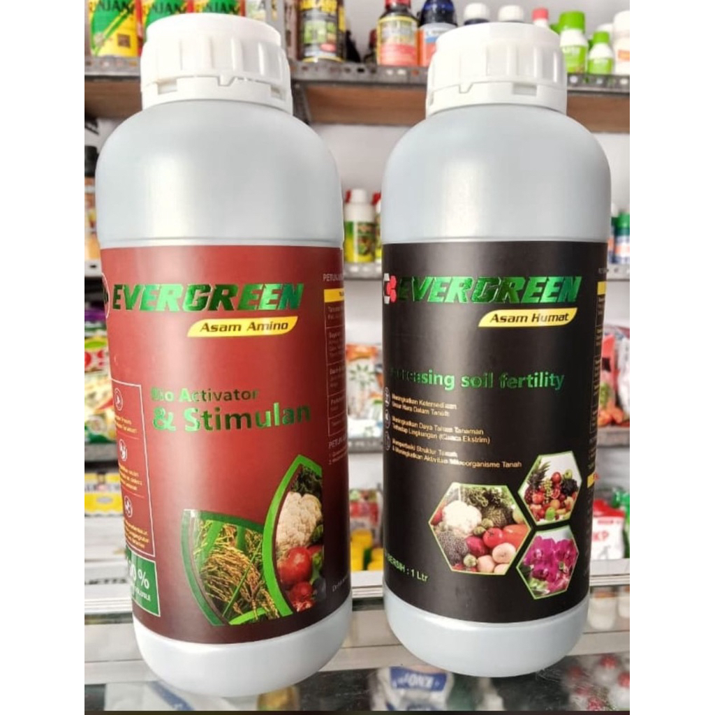 ever green kandungan Asam Humat dan Asam Amino