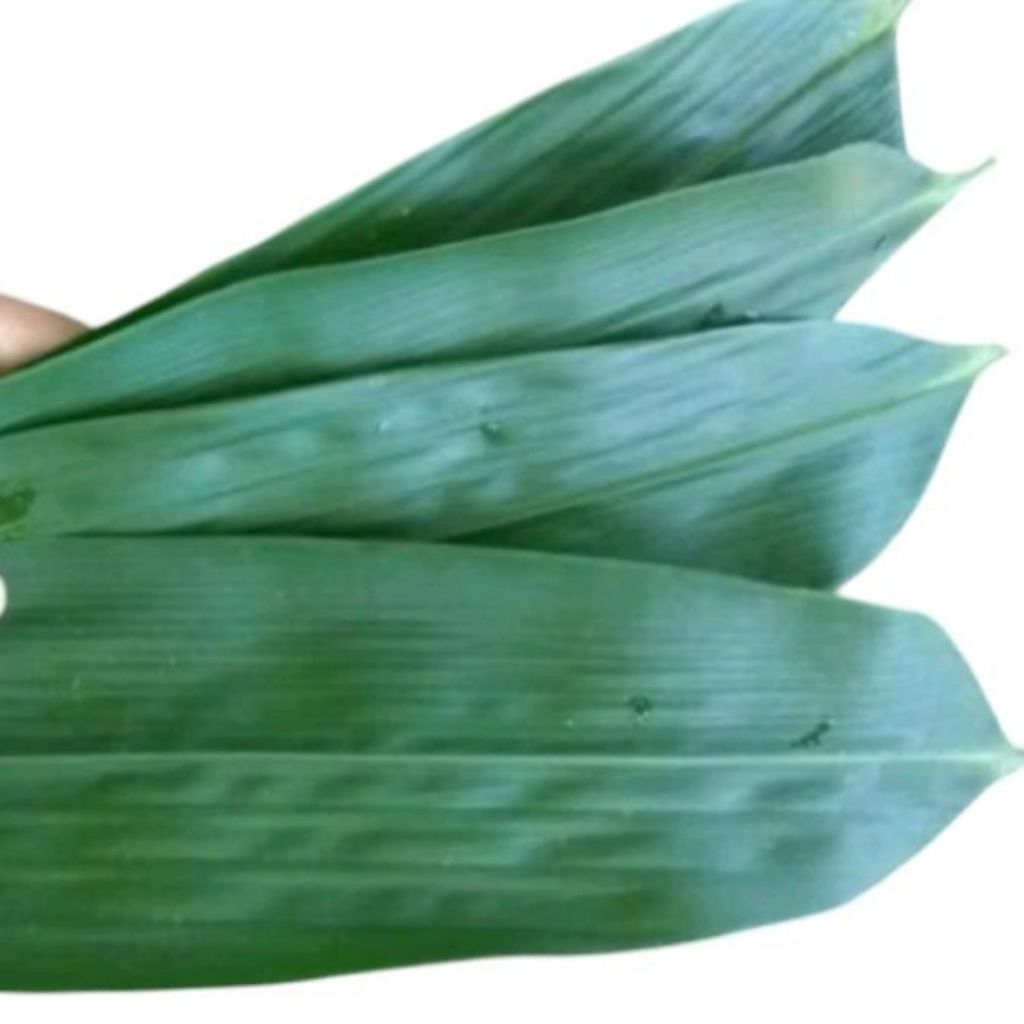 

daun bambu besar husus bakcang per 50lembar