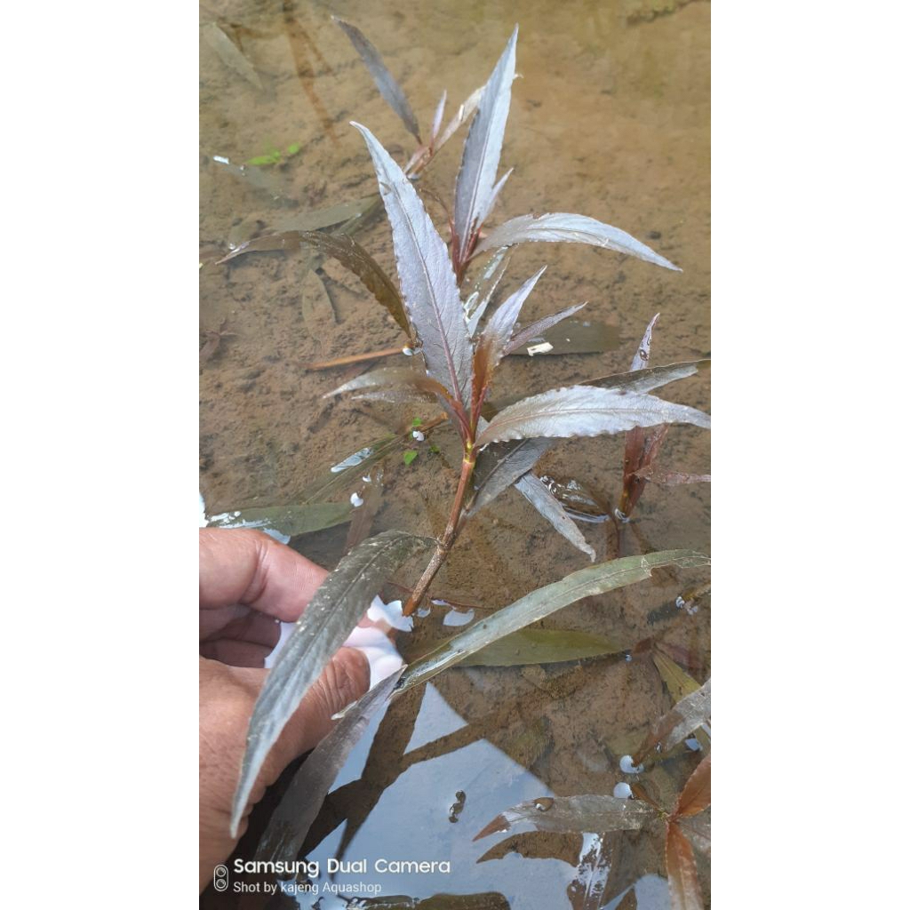 higrophila angustipolia tanaman aquascape 20 btg