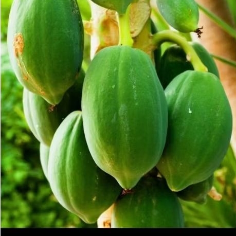 

Pepaya Muda untuk Sayur Lodeh dan Tumis 1kg