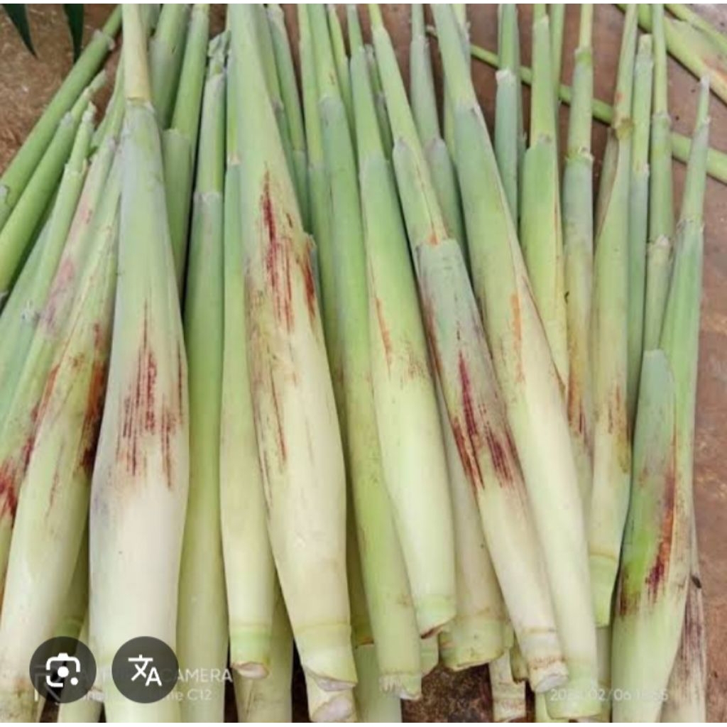 

terubuk\tebu telur perikat 1 ikat isi 10 pcs