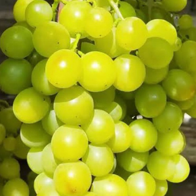 

BIBIT ANGGUR DIAMOND MUSCAT 70-100CM UP