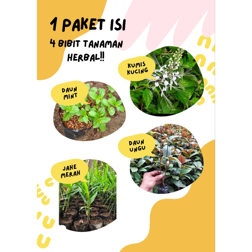 promo satu paket isi 4 tanaman herbal kumis kucing, Daun mint, daun ungu jahe merah