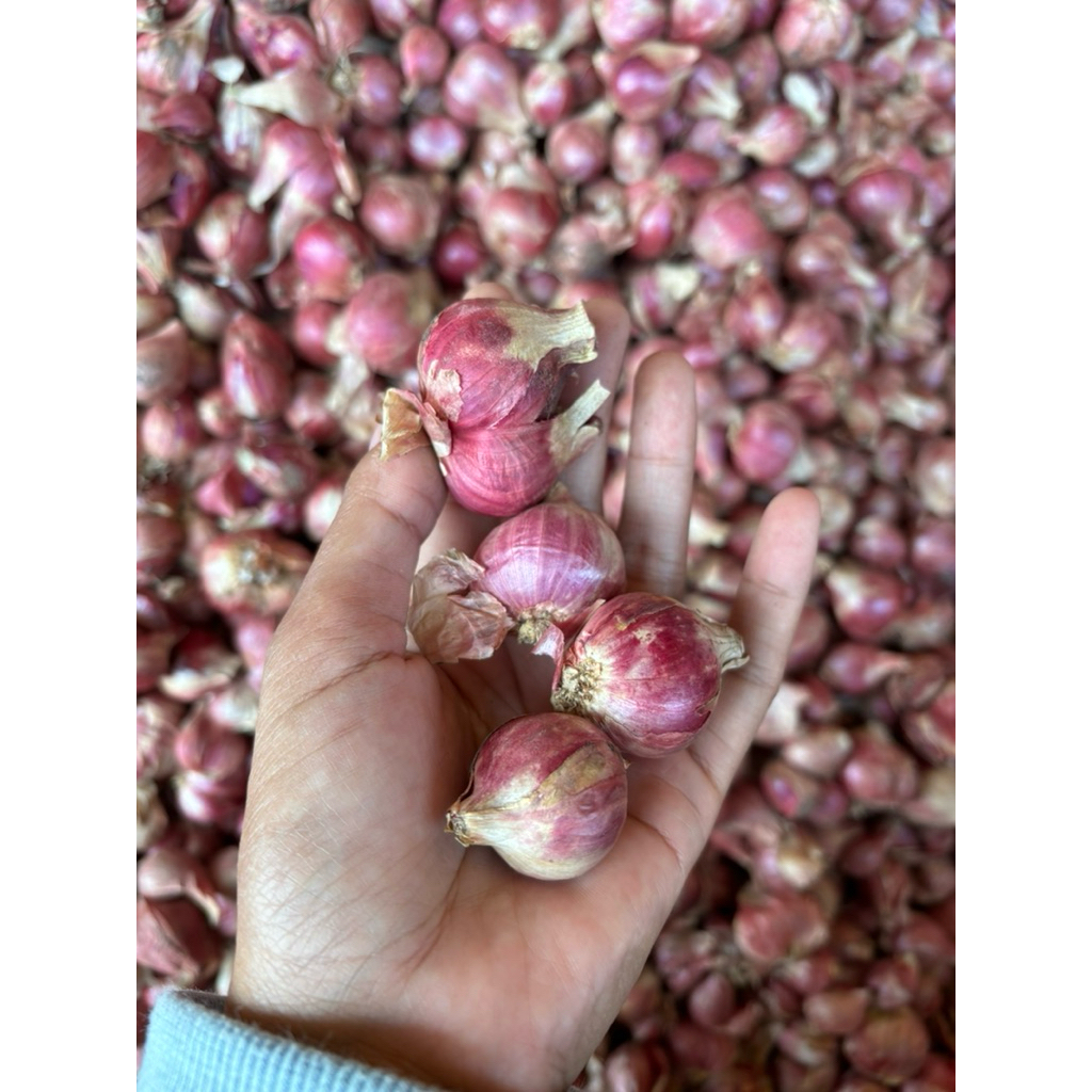 

Bawang Merah Super
