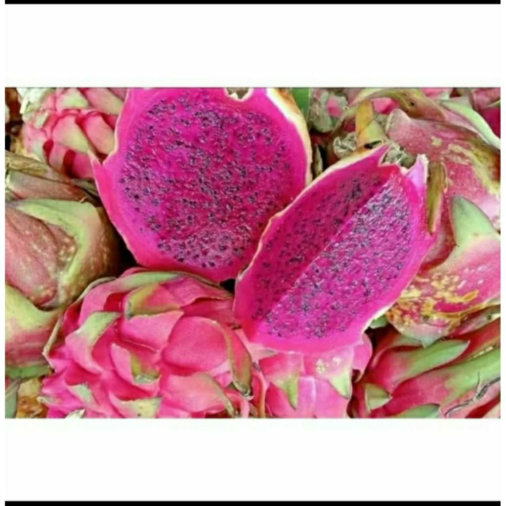 

buah naga merah segar 1 kg