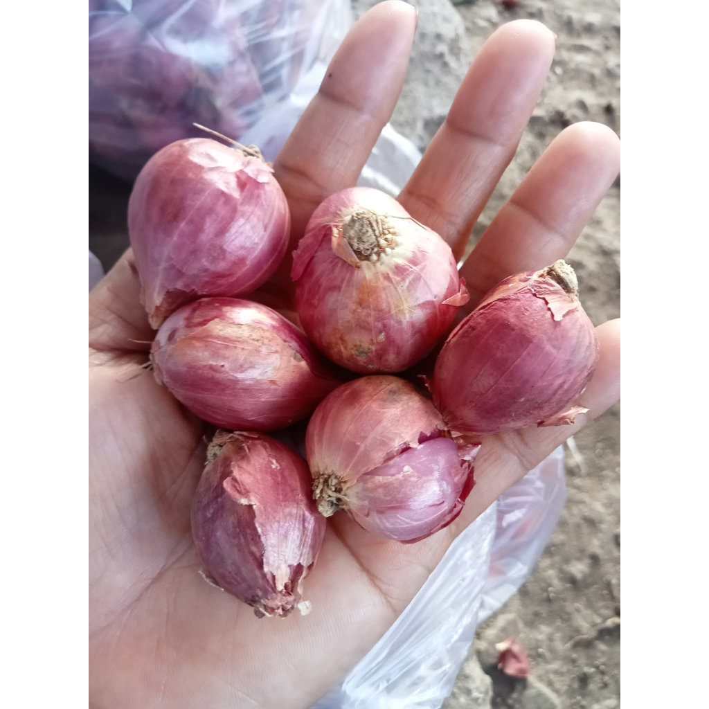 

Bawang Merah Super (500gr dam 1000gr) Bawang Merah Kering