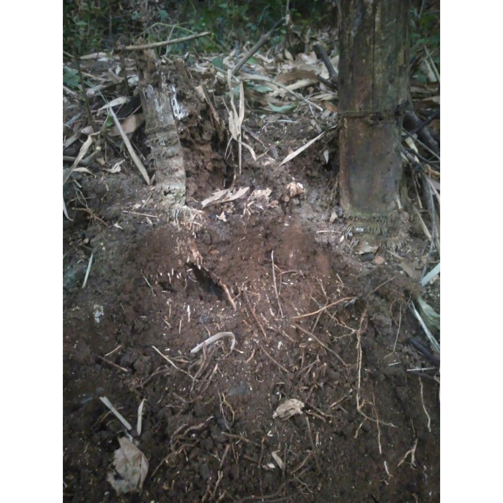 tanah humus di bawah pohon bambu media tanam
