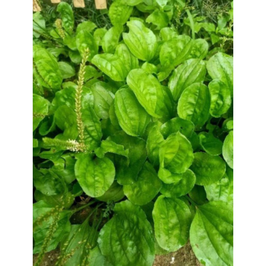 

Daun Sendok / Daun Ki Urat Segar 250 Gram