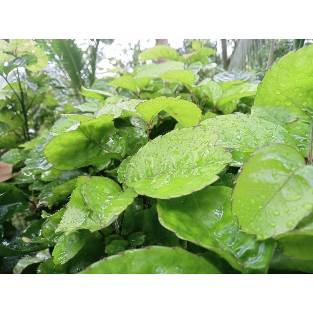 

1 kg daun mangkokan segar