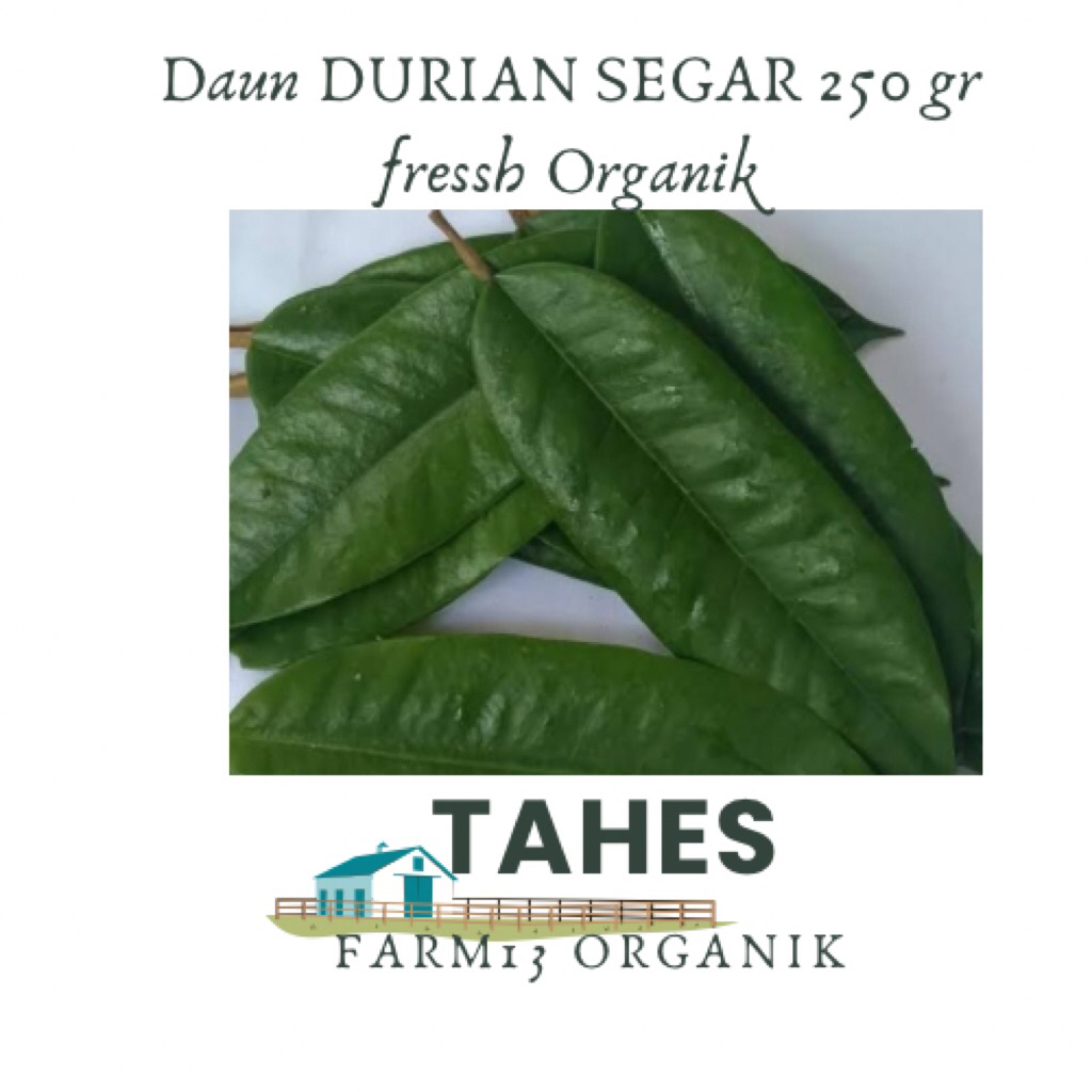 

Daun Durian Fresh Segar 250 gr Organik Tumbuh tanpa Pupuk kimia Dipetik Ketika Ada orderan