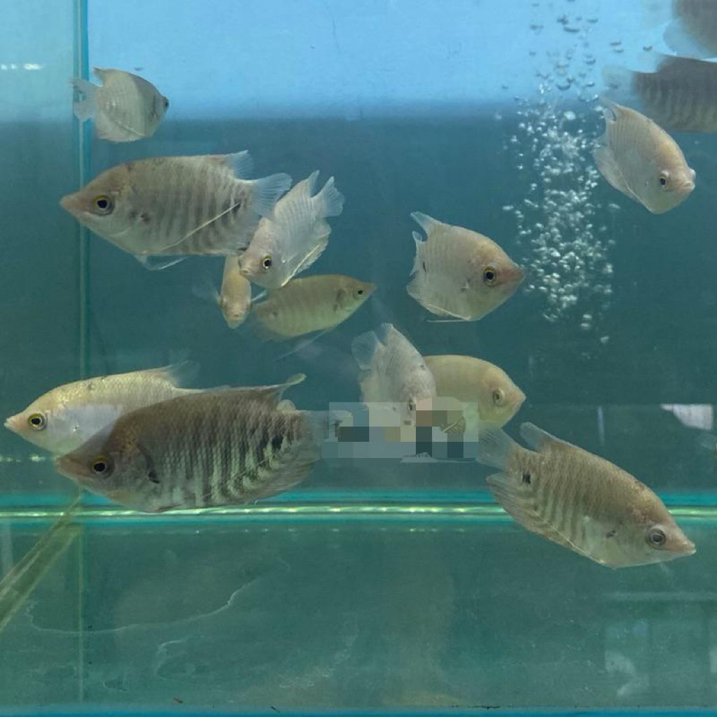 BIBIT GURAME SOANG INDUKAN SUPER