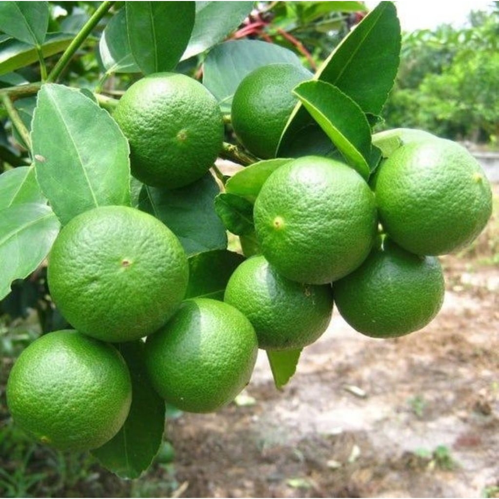 

JERUK NIPIS SEGAR ( 1 KG )