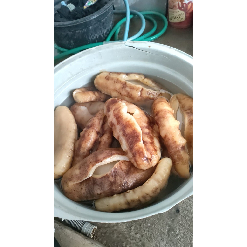 

Teripang / Haisom Susu (SIAP OLAH)